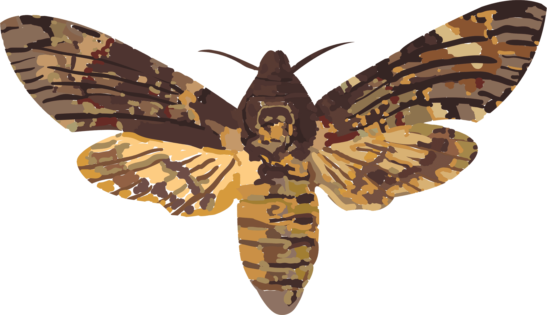 Colorful Moth Illustration PNG