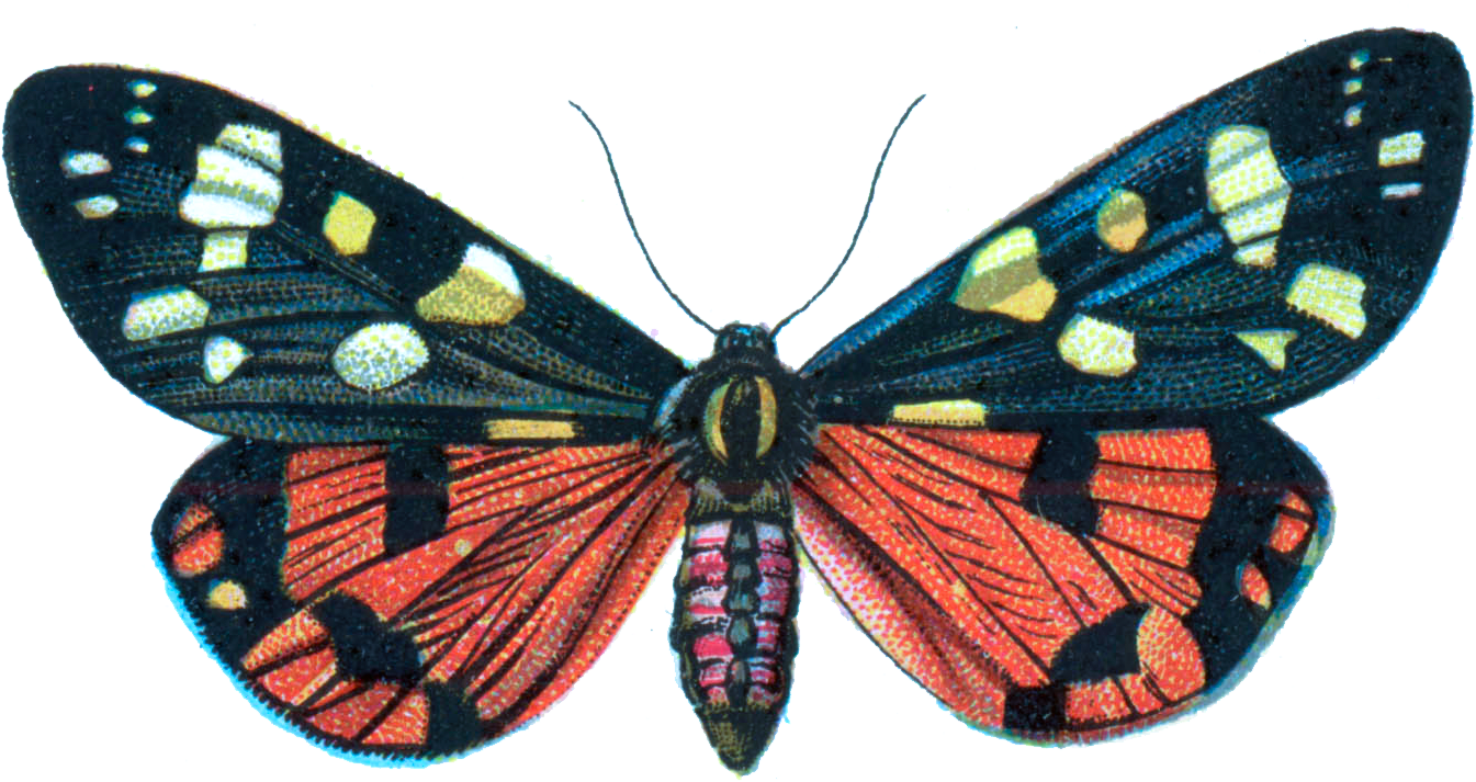 Colorful Moth Illustration PNG