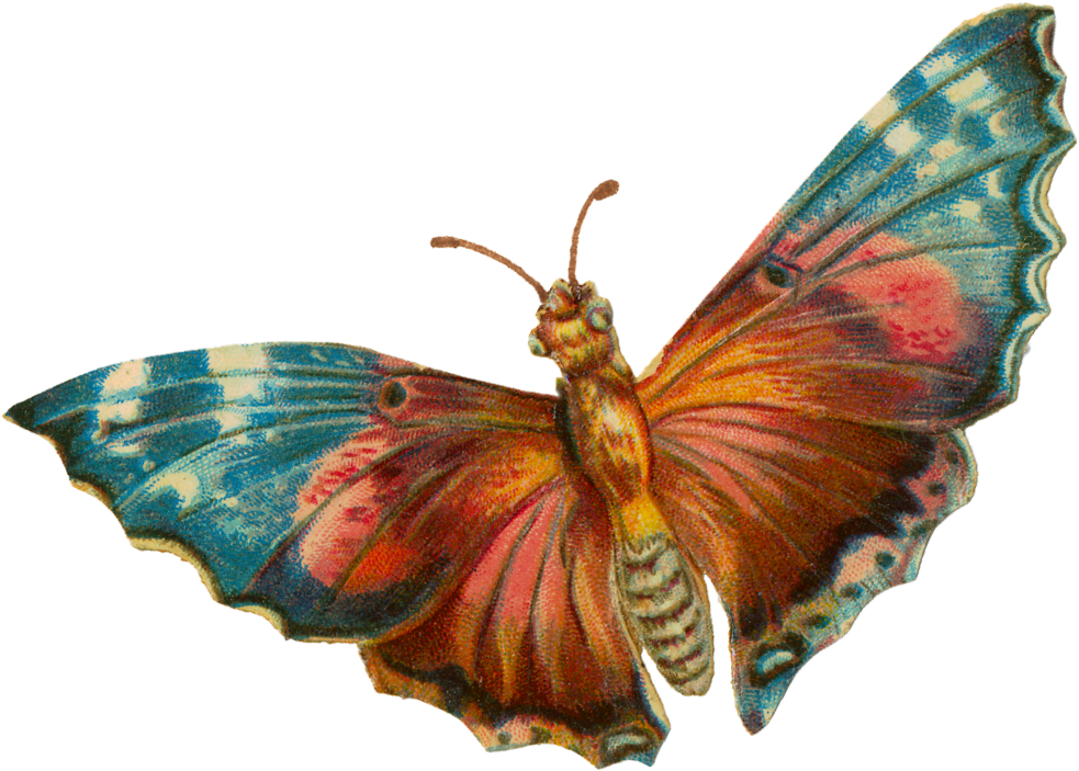 Colorful Moth Illustration PNG