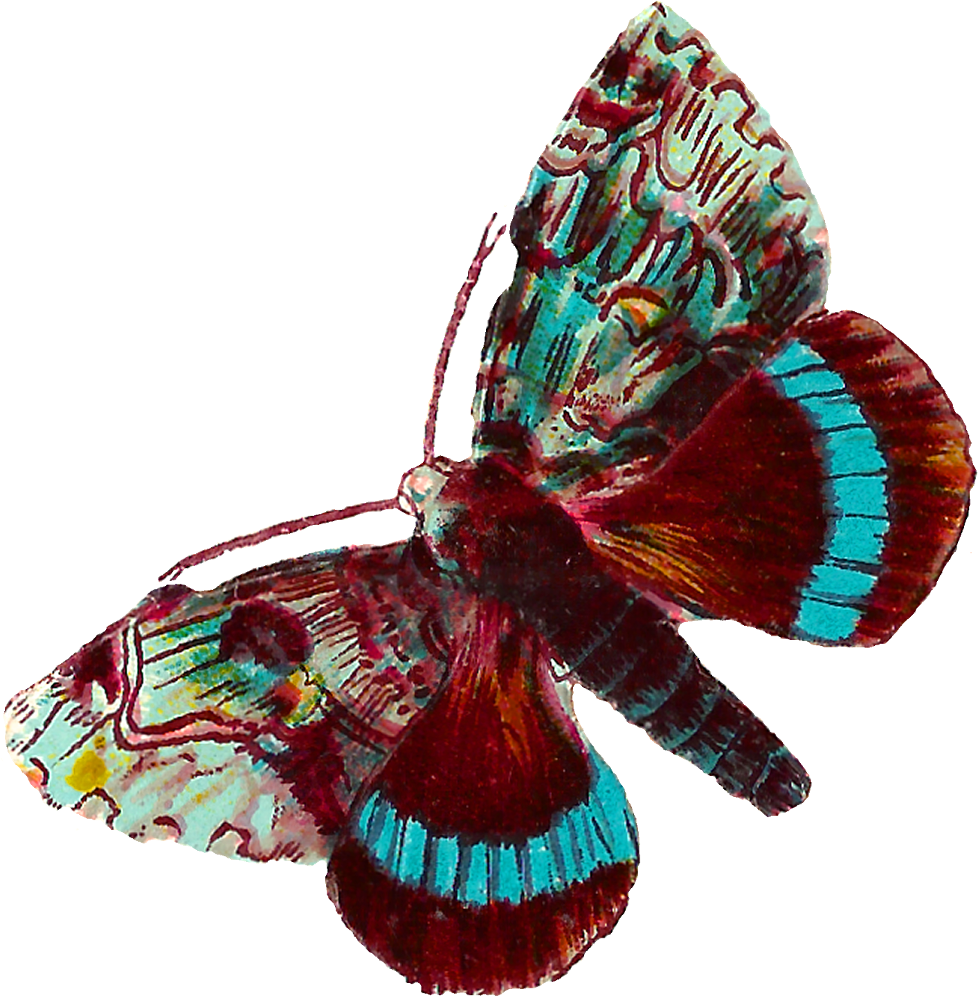 Colorful Moth Specimen PNG