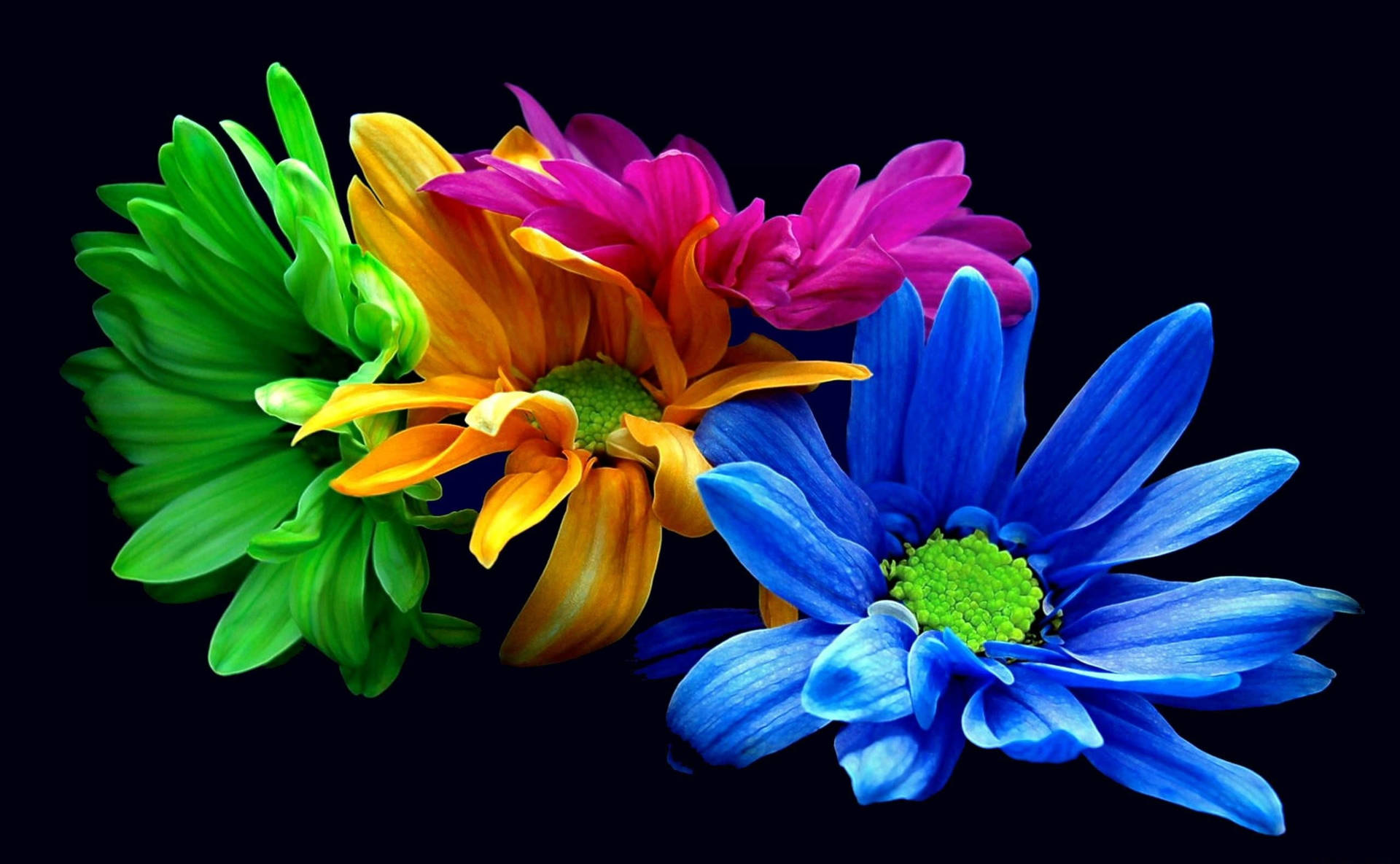 Crisantemosneón Coloridos Fondo de pantalla