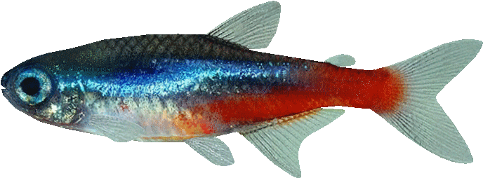Colorful Neon Tetra Fish PNG