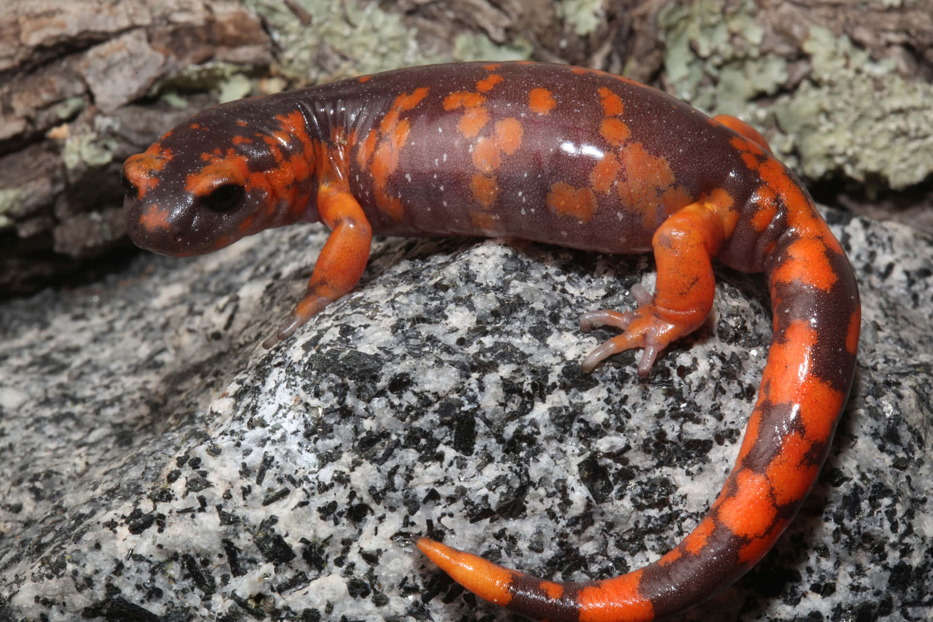 Värikäs Newton-salamandra Taustakuva