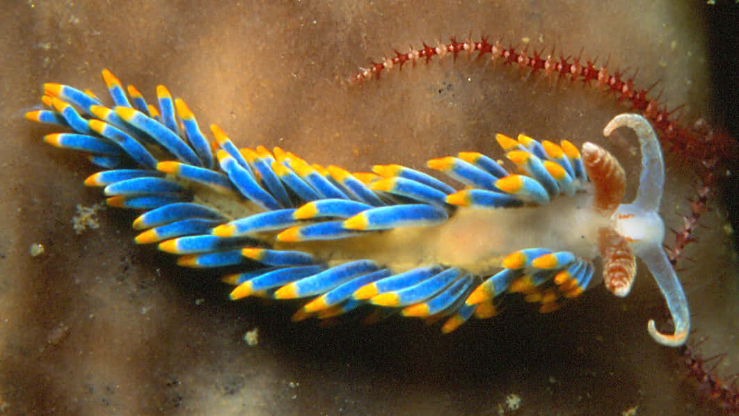 Colorful Nudibranch On Coral Wallpaper