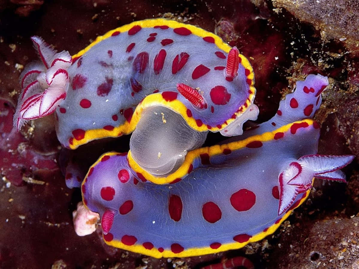 Colorful_ Nudibranch_ Underwater Wallpaper