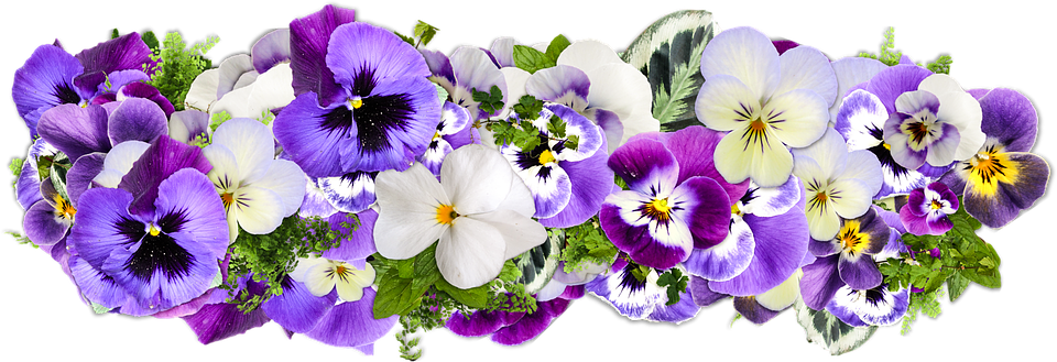 Colorful Pansy Flowers Transparent Background PNG