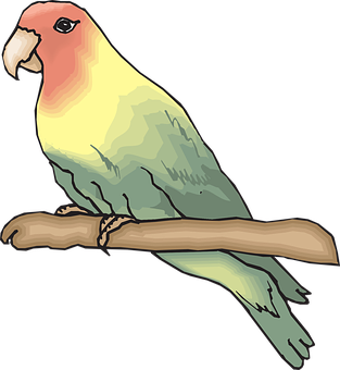 Colorful Parakeet Illustration PNG