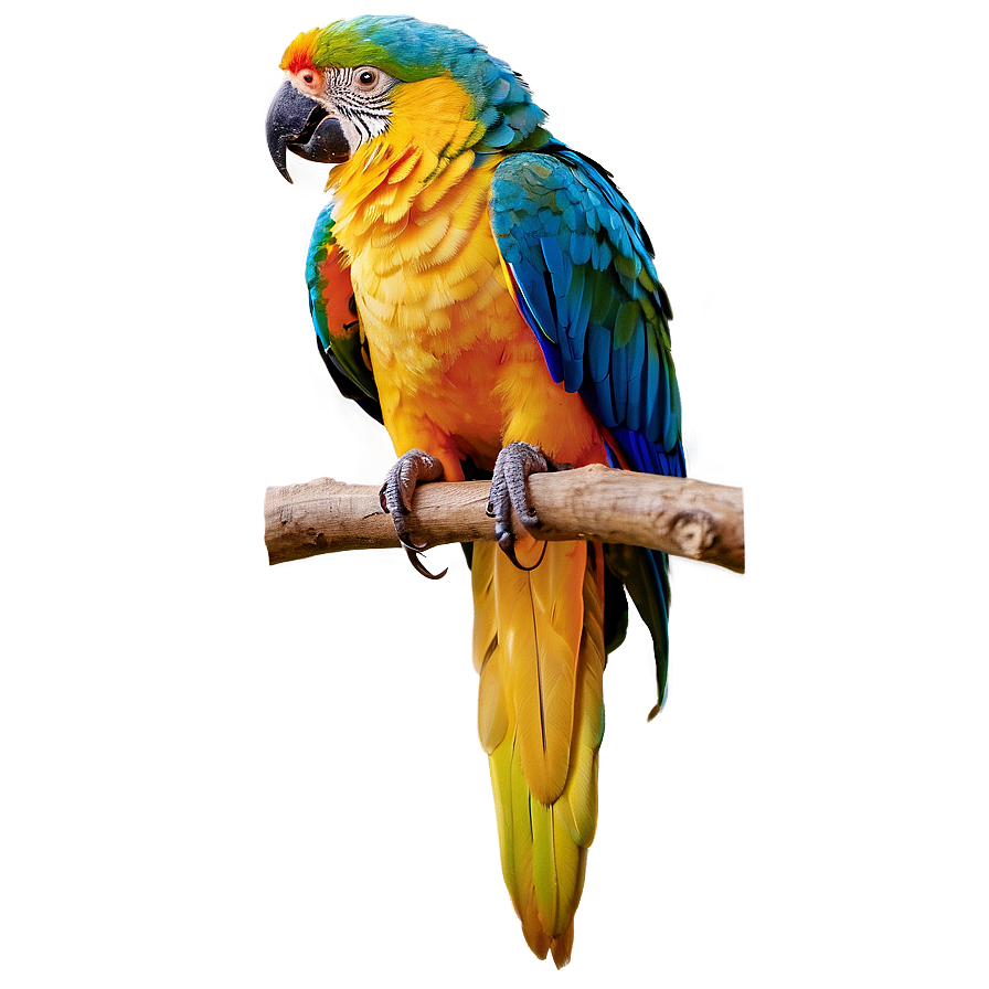 Colorful Parrot Bird Png 16 PNG