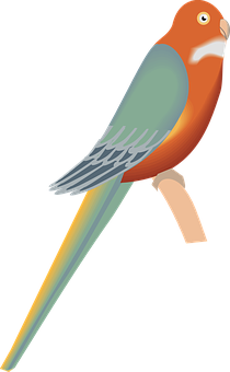 Colorful Parrot Illustration PNG