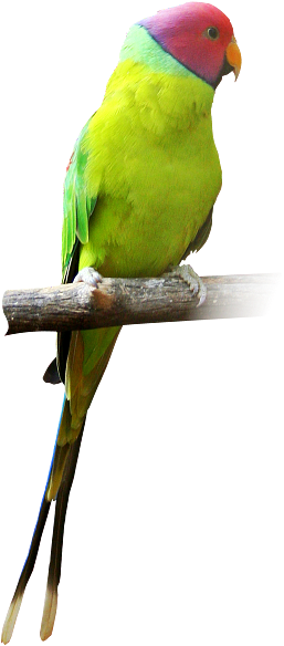 Colorful Parrot Perchedon Branch PNG