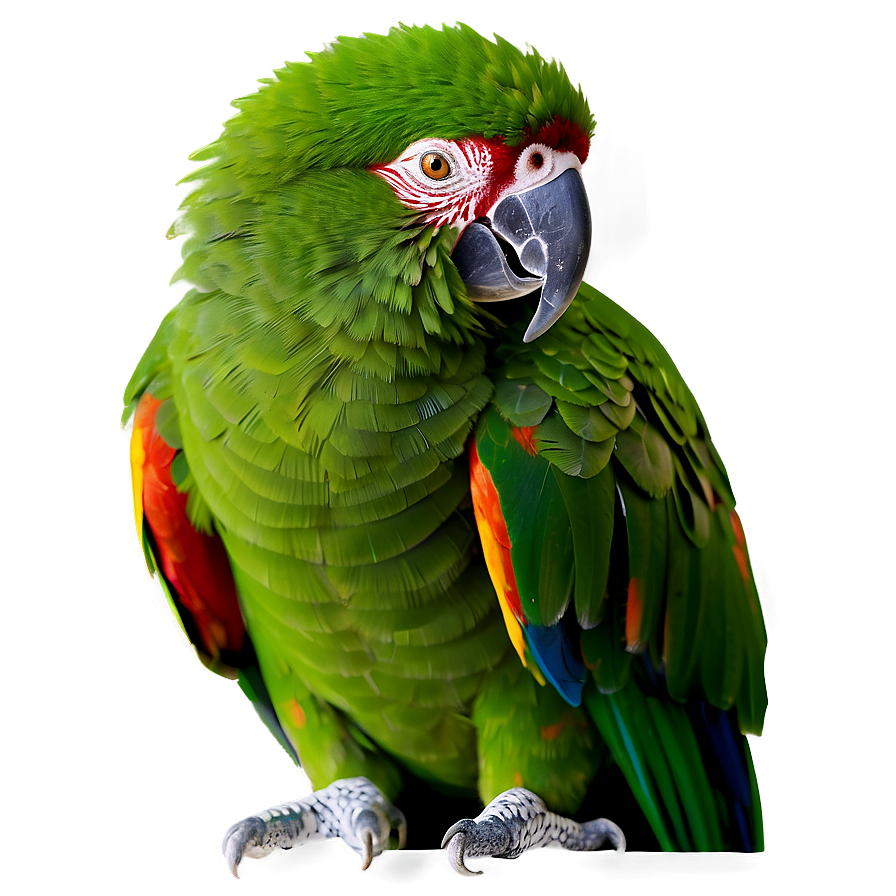 Colorful Parrot Png 44 PNG