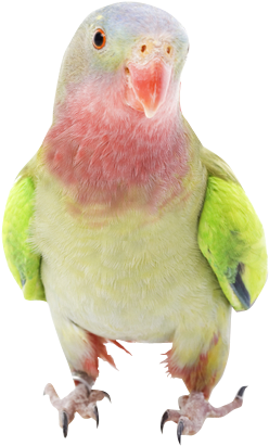 Colorful Parrot Portrait.png PNG