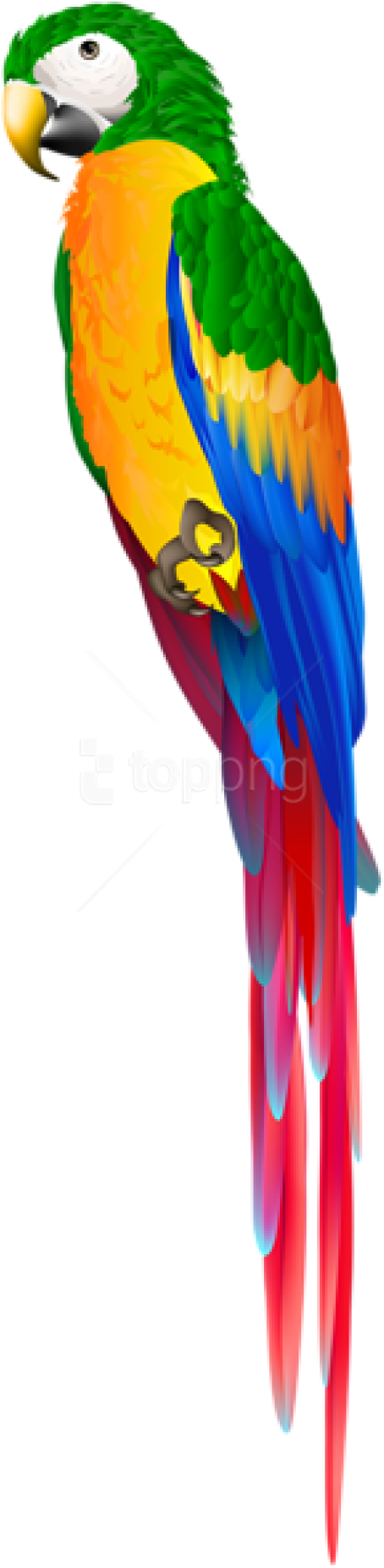 Colorful Parrot Profile PNG