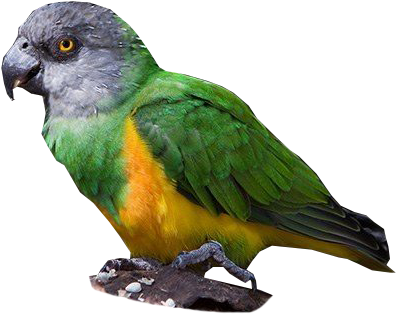 Colorful Parrot Profile PNG