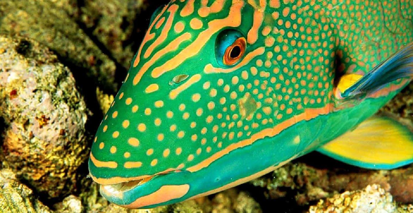 Colorful Parrotfish Closeup Wallpaper