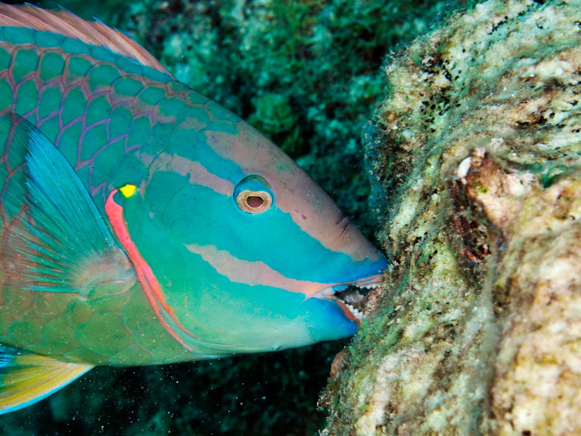 Colorful Parrotfish Feedingon Coral Reef Wallpaper