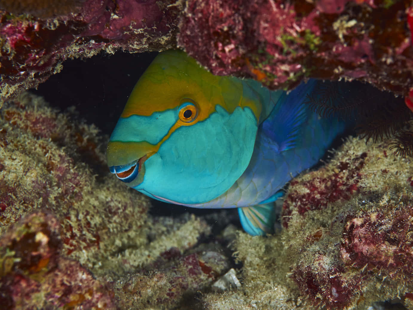 Colorful Parrotfish Hiding Under Rock Wallpaper