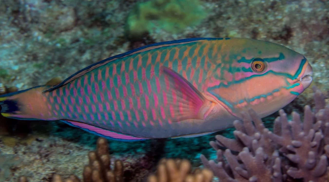 Colorful Parrotfish In Tropical Coral Reef Wallpaper
