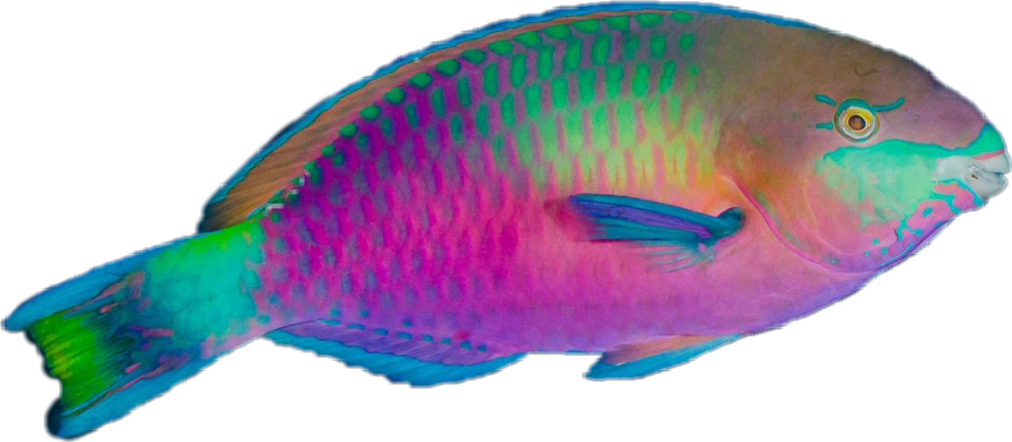 Colorful Parrotfish Side View PNG