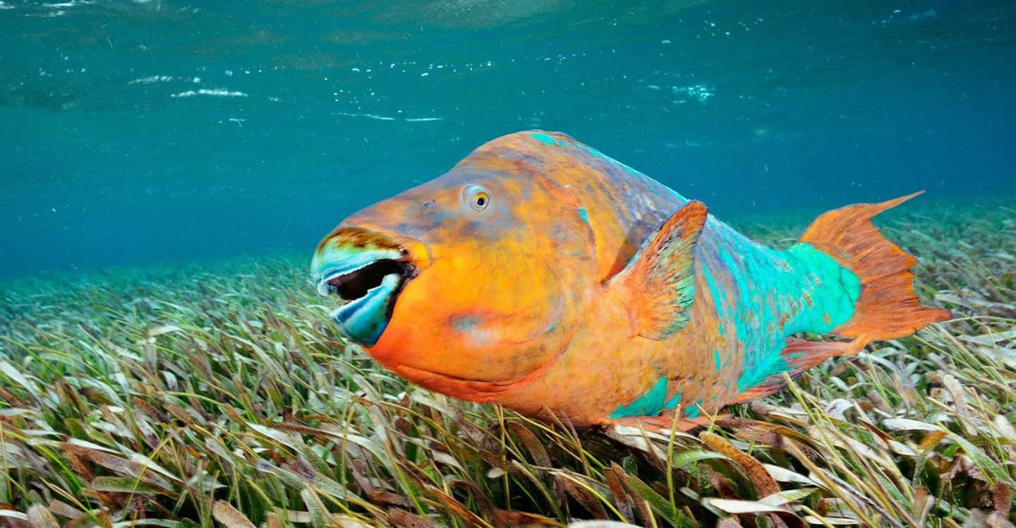 Colorful_ Parrotfish_ Swimming_ Over_ Seagrass_ Bed.jpg Wallpaper