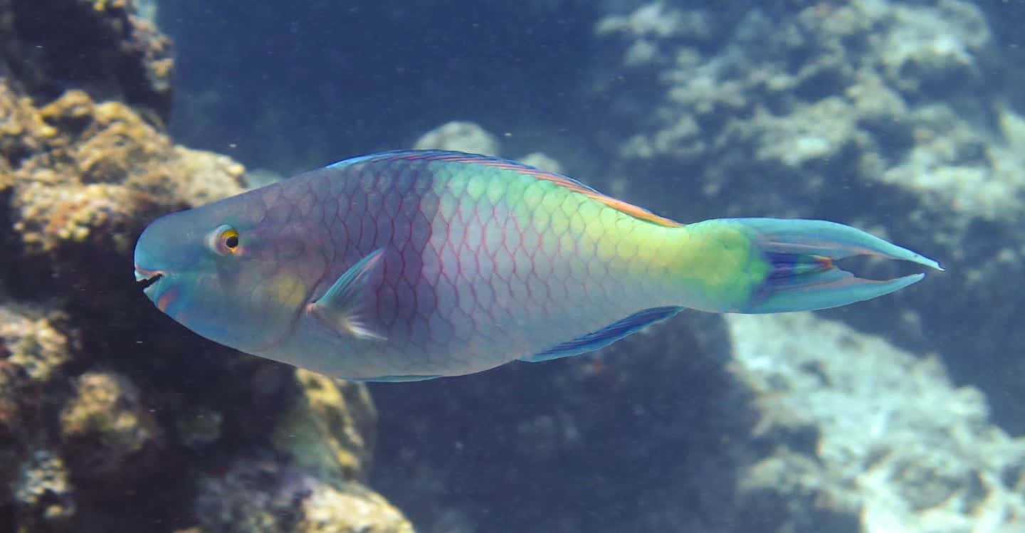 Colorful_ Parrotfish_ Underwater Wallpaper