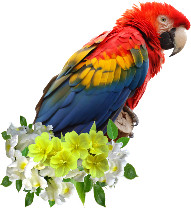 Colorful Parroton Flowers PNG