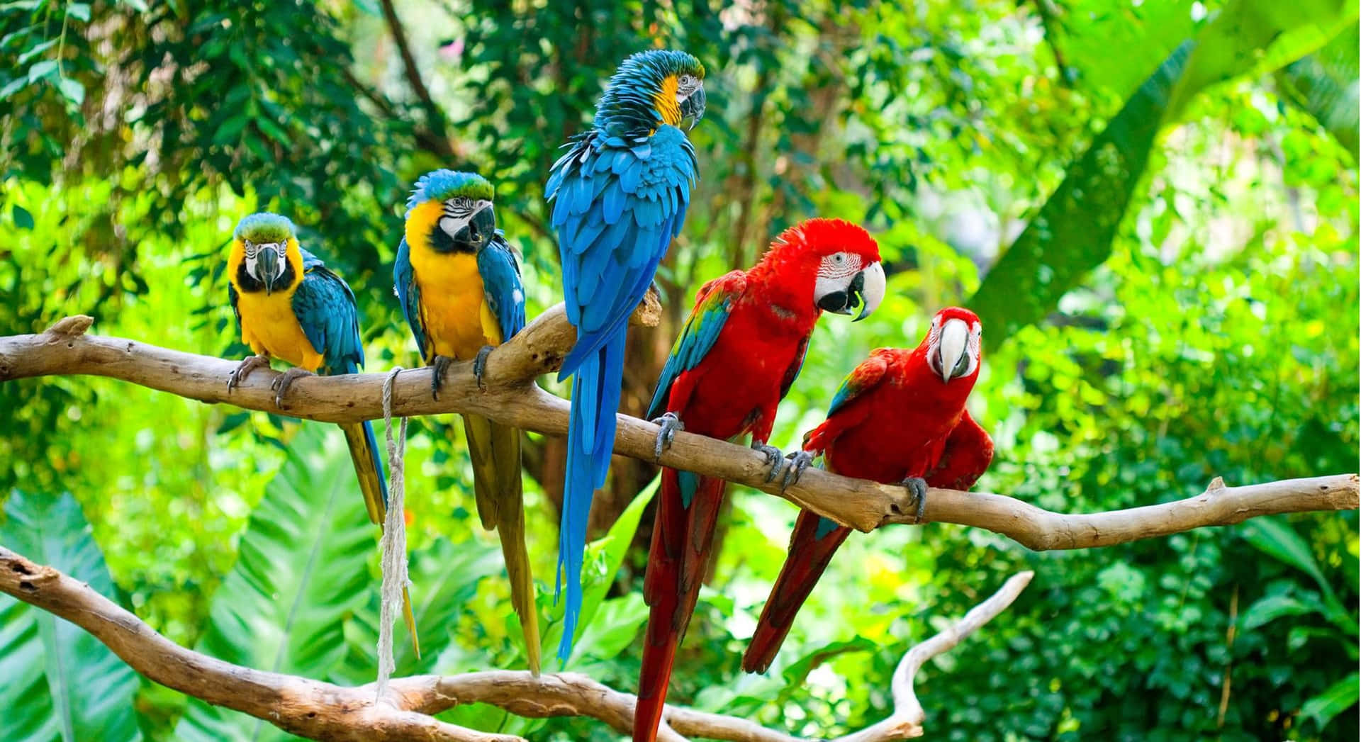 Colorful_ Parrots_ Perched_in_ Tropical_ Setting.jpg Wallpaper