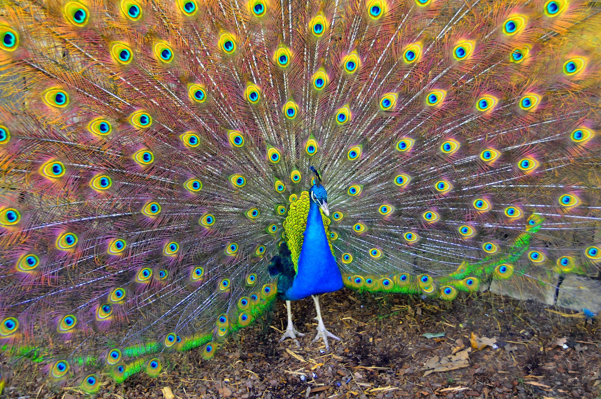 Colorful Peacock Bird Wallpaper