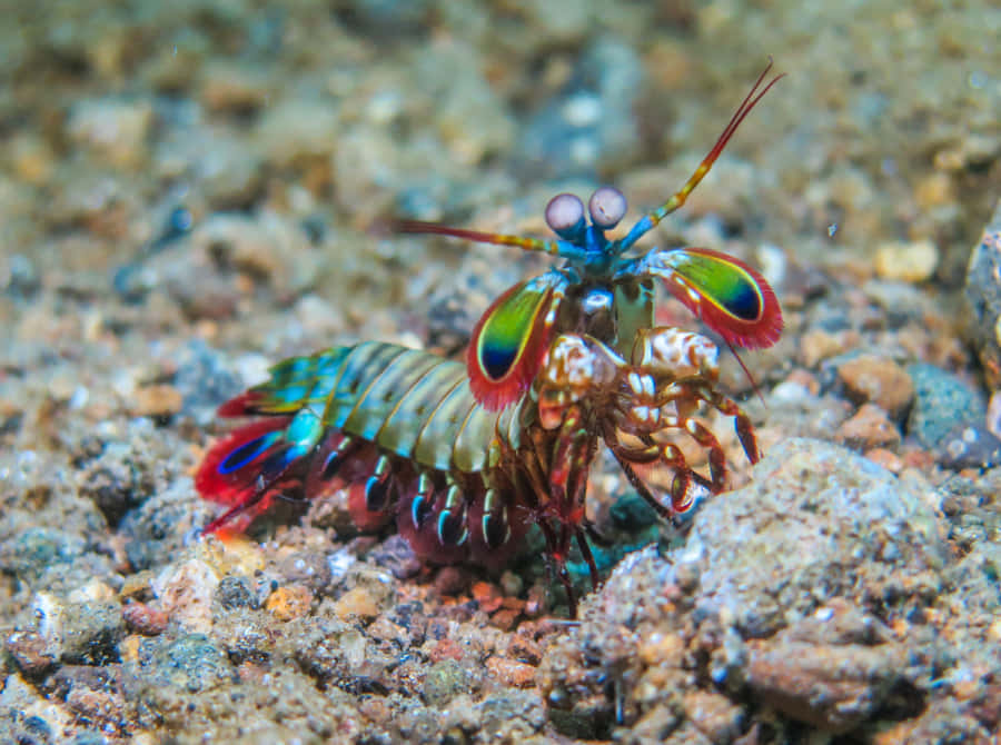 Colorful Peacock Mantis Shrimp On Seabed Wallpaper