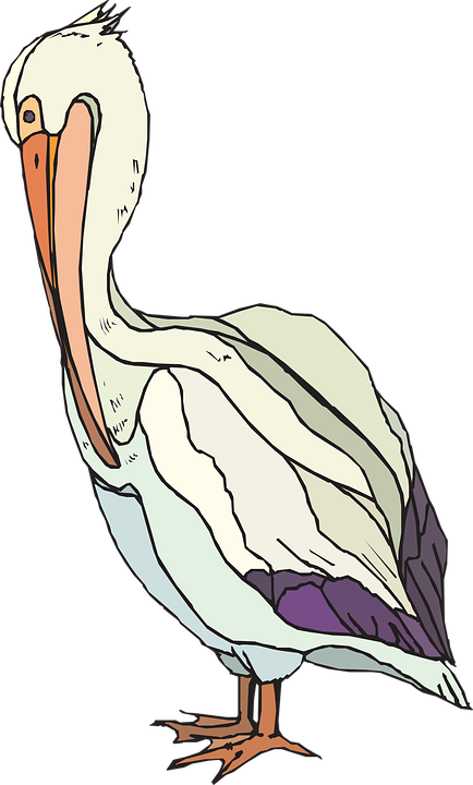 Colorful Pelican Illustration.png PNG