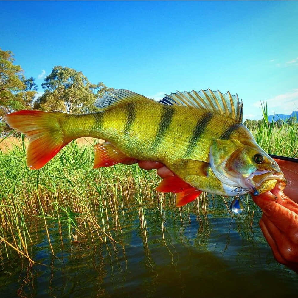 Colorful Perch Caughtby Angler.jpg Wallpaper