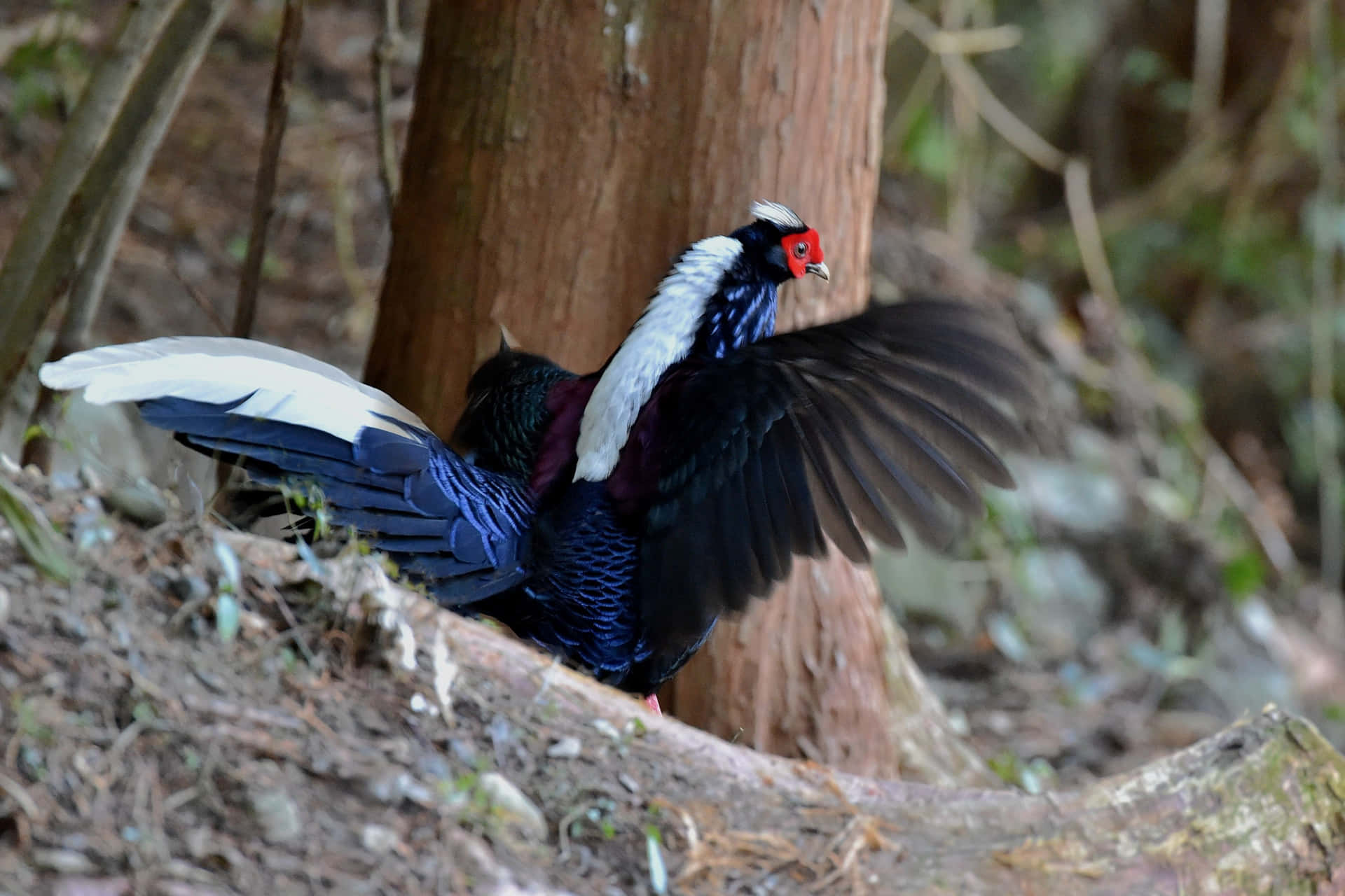 Colorful Pheasant Spreading Wings Wallpaper