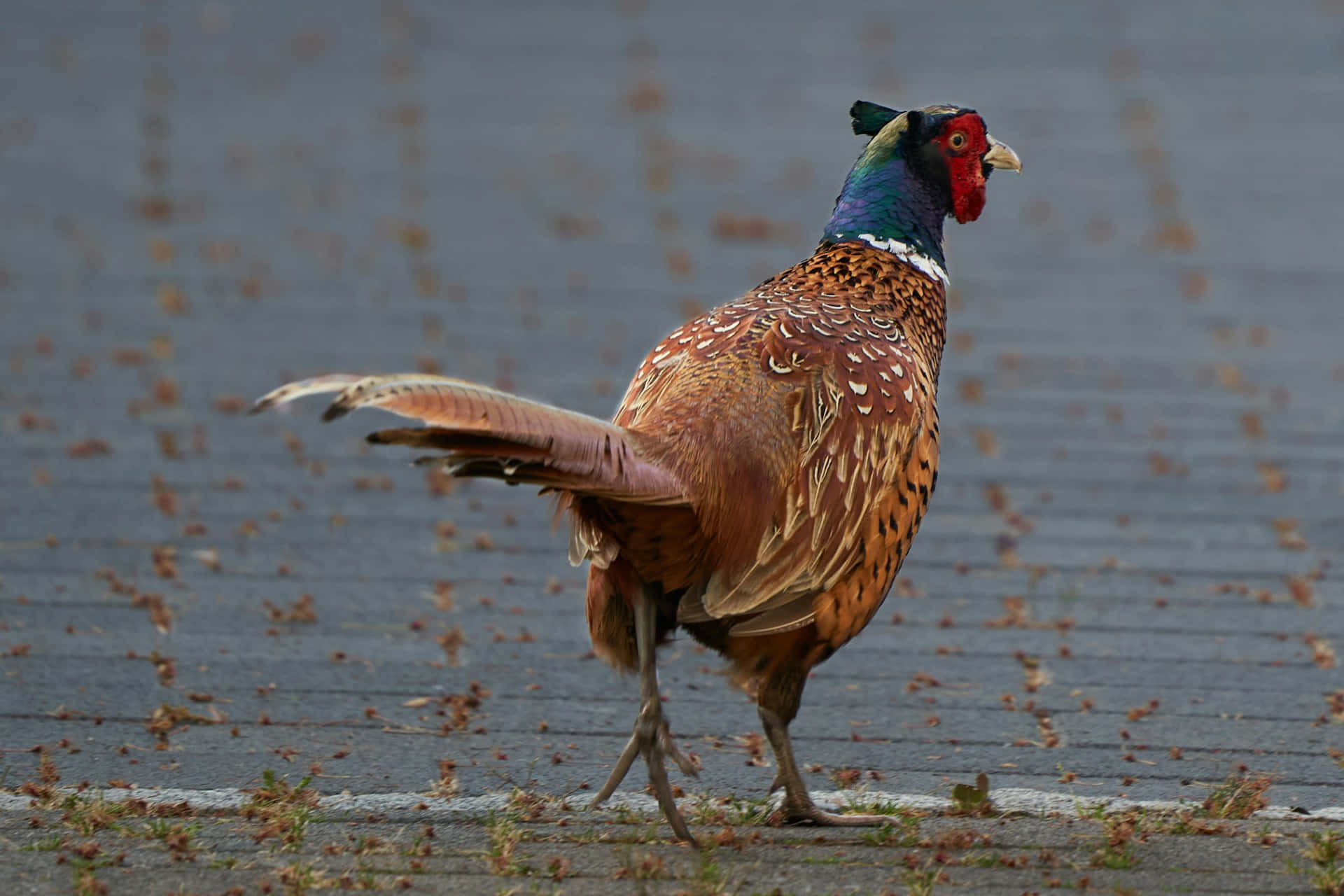 Colorful Pheasant Walkingon Pavement Wallpaper