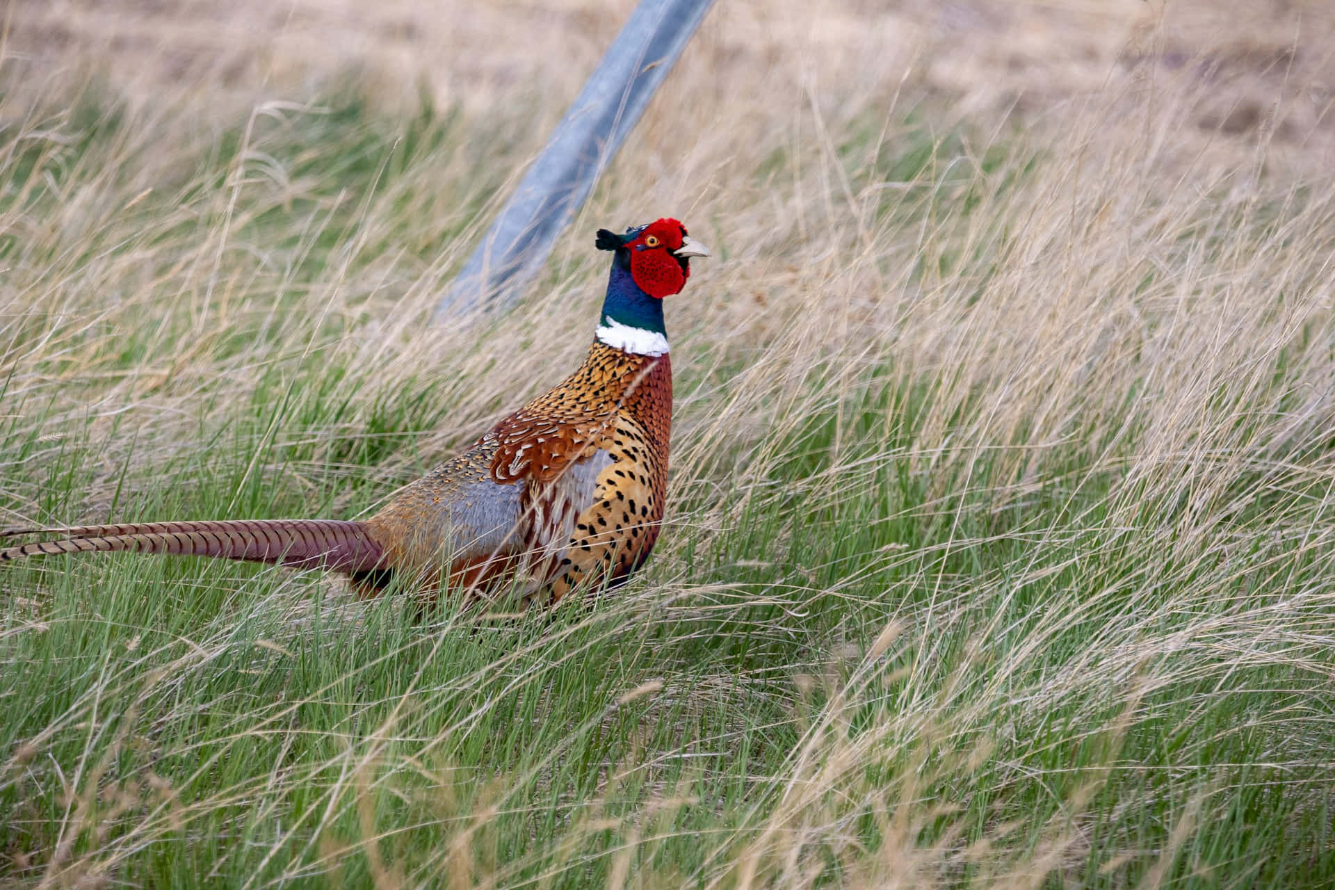 Colorful Pheasantin Grassland.jpg Wallpaper