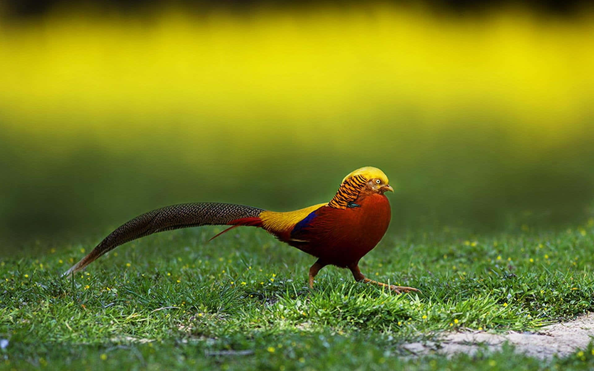 Colorful Pheasantin Grassland Wallpaper