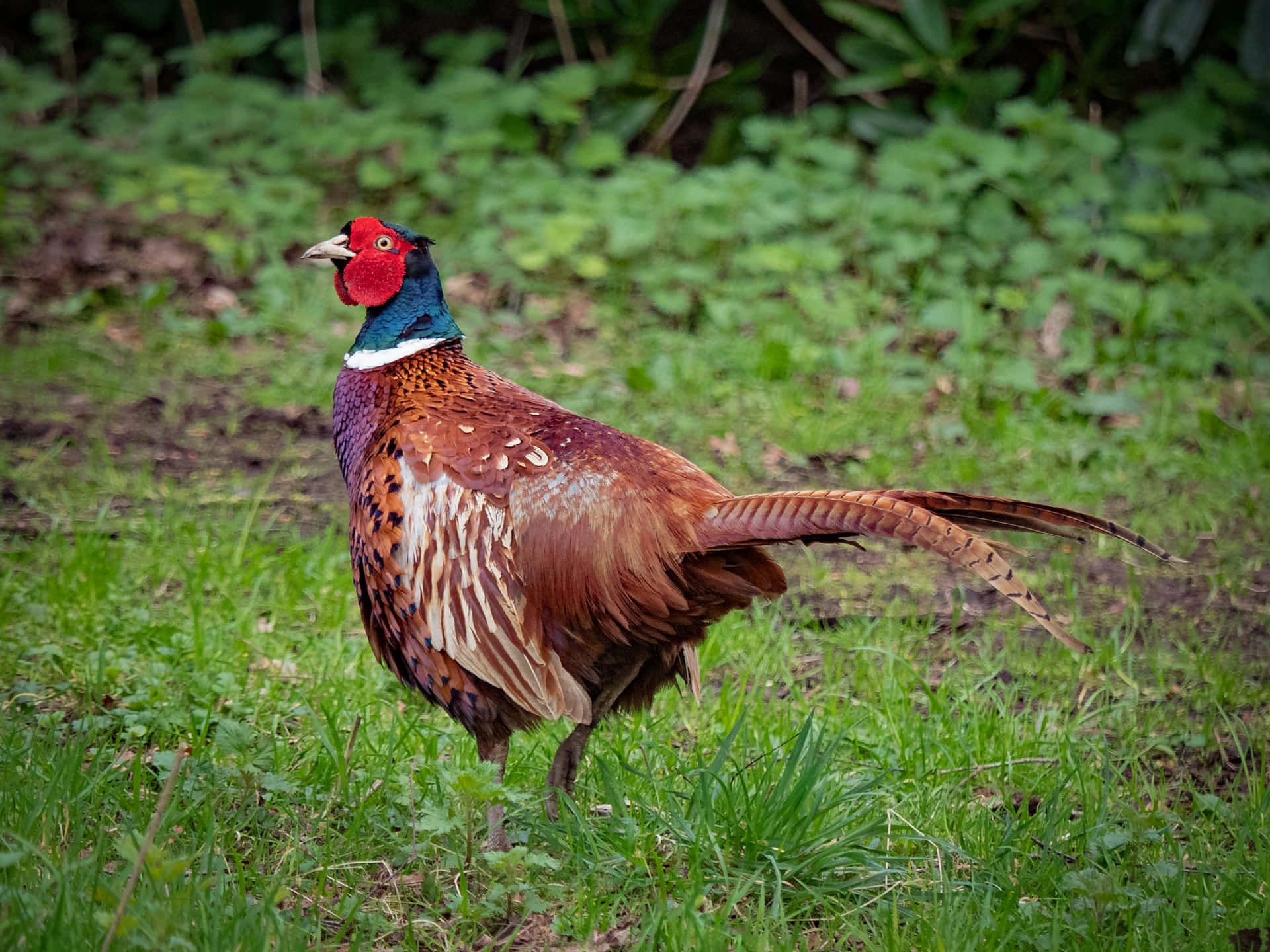 Colorful Pheasantin Natural Habitat.jpg Wallpaper