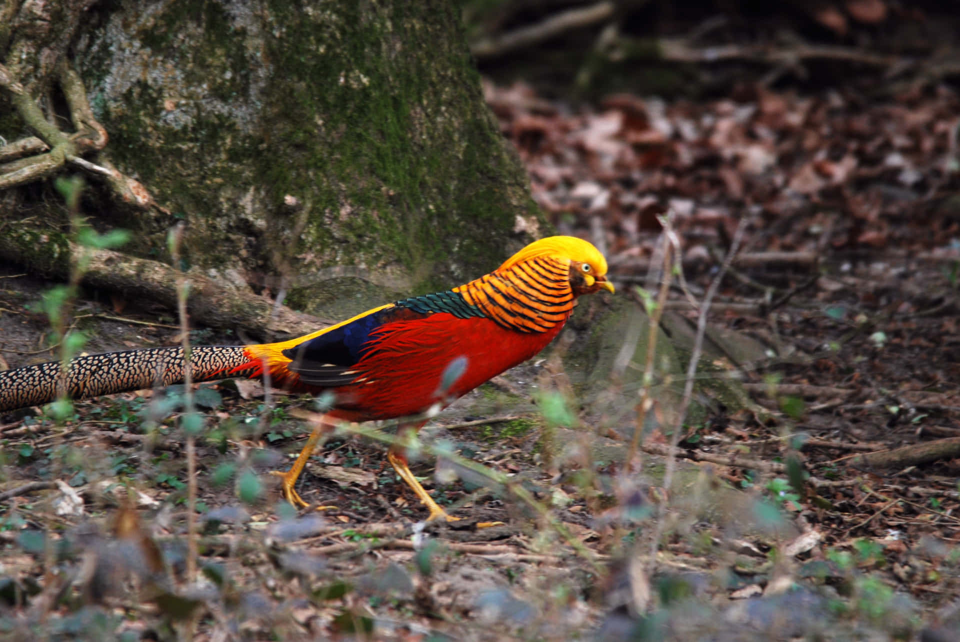 Colorful Pheasantin Natural Habitat.jpg Wallpaper