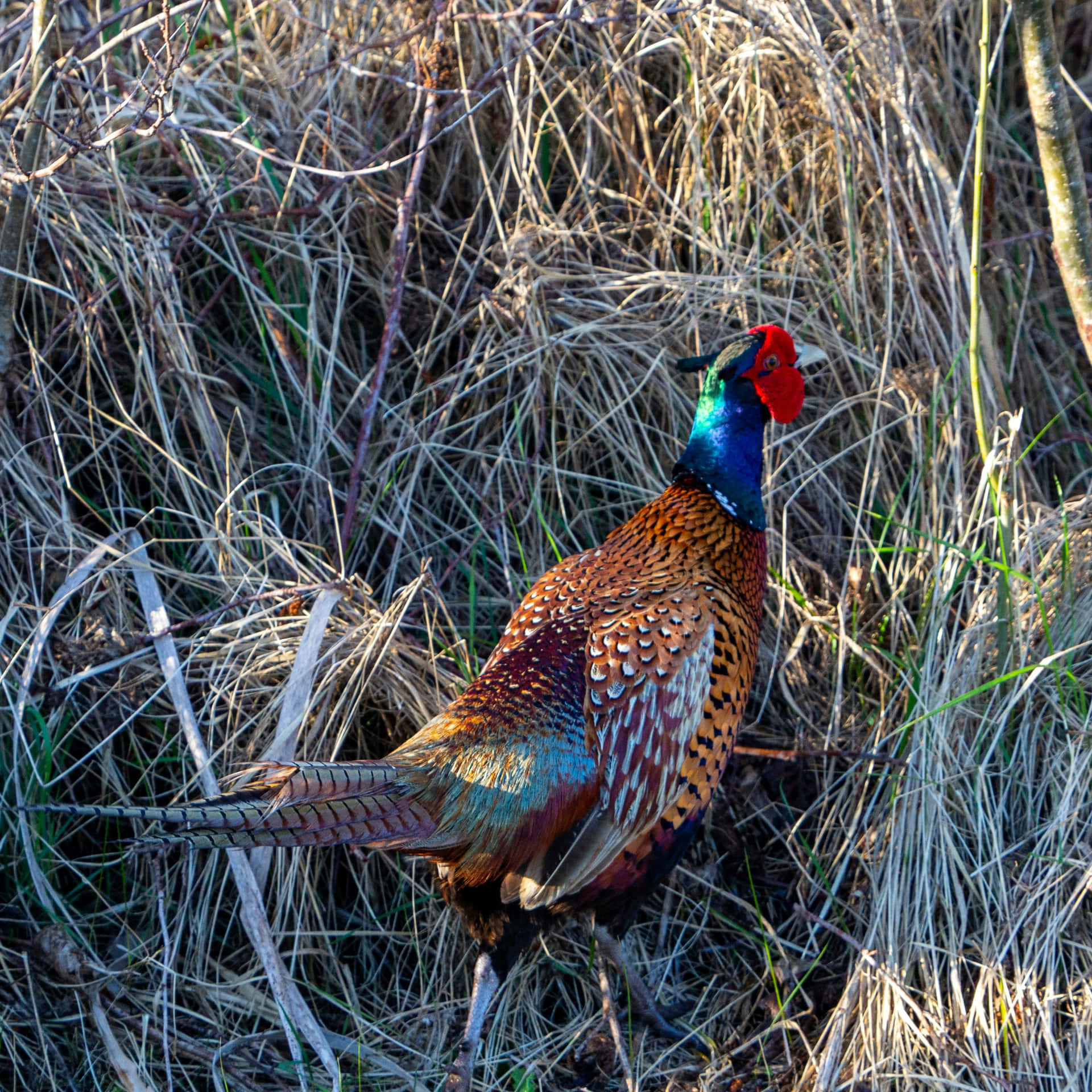 Colorful Pheasantin Natural Habitat.jpg Wallpaper