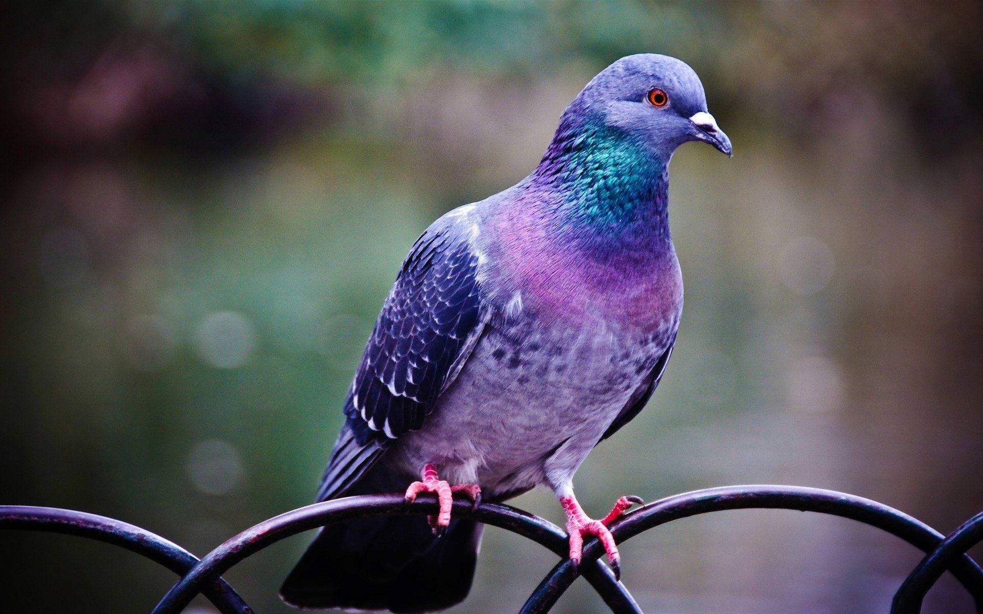 Colorful Pigeon Bird With Red Eyes Wallpaper