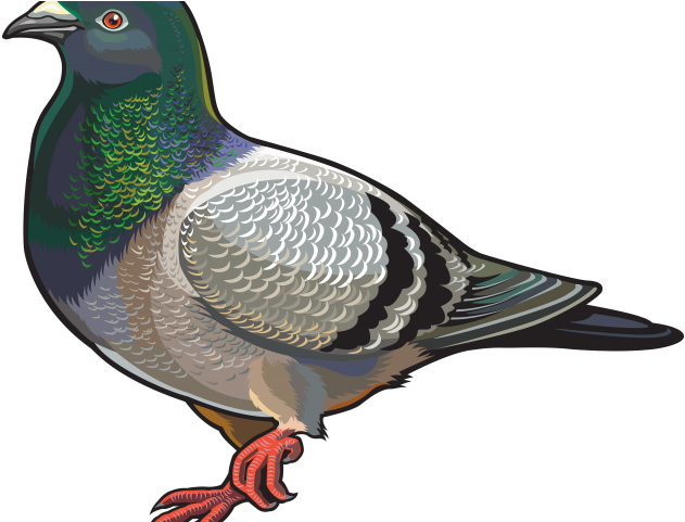 Colorful Pigeon Illustration PNG