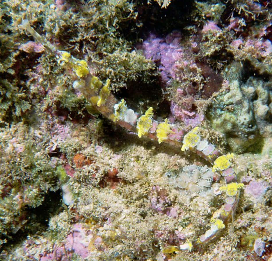 Colorful Pipefish Camouflaged Coral Reef Wallpaper