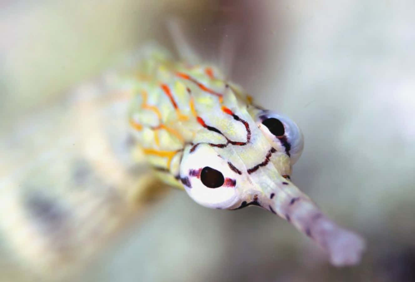 Colorful Pipefish Closeup Wallpaper