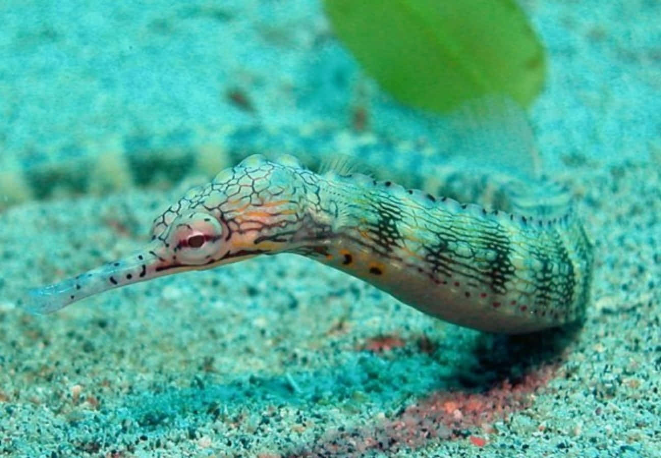 Colorful Pipefish Underwater Wallpaper