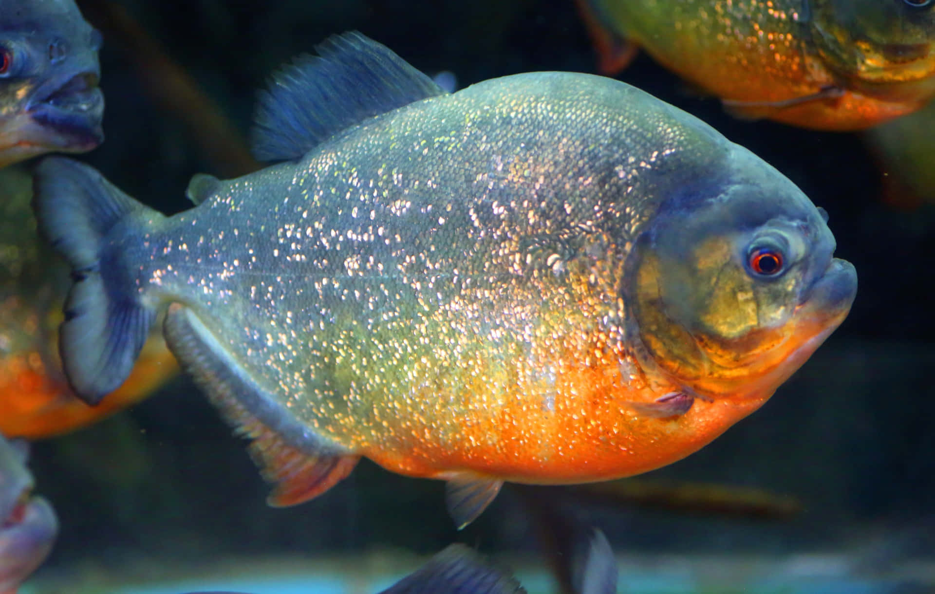 Colorful Piranha Underwater Wallpaper