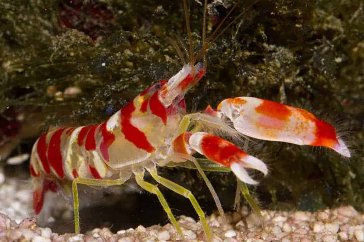 Crevette Pistolet Colorée Dans Son Habitat Naturel.jpg Fond d'écran