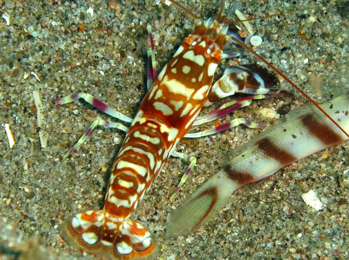Colorful Pistol Shrimp On Seabed.jpg Wallpaper