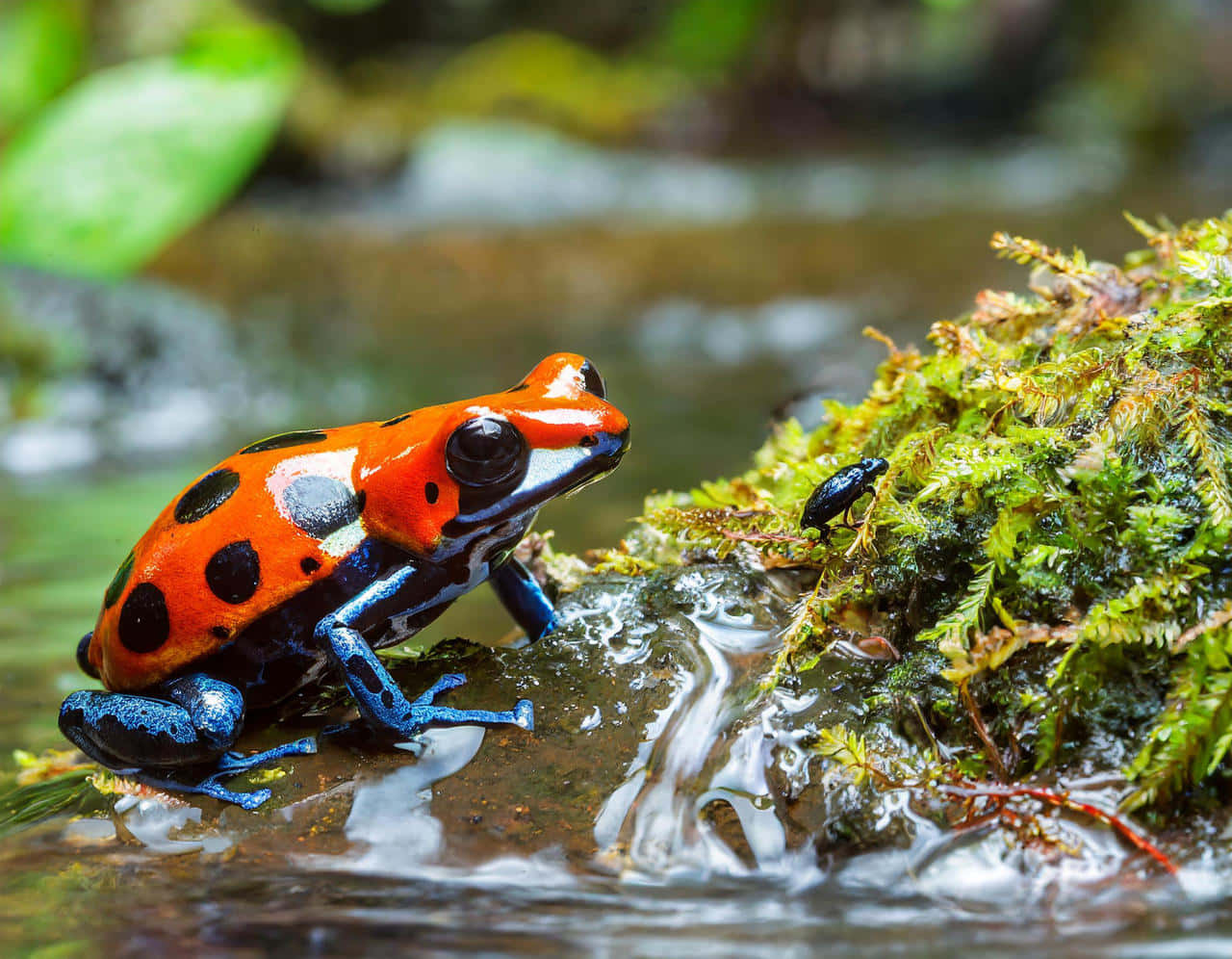Colorful Poison Dart Frog Nature Scene Wallpaper