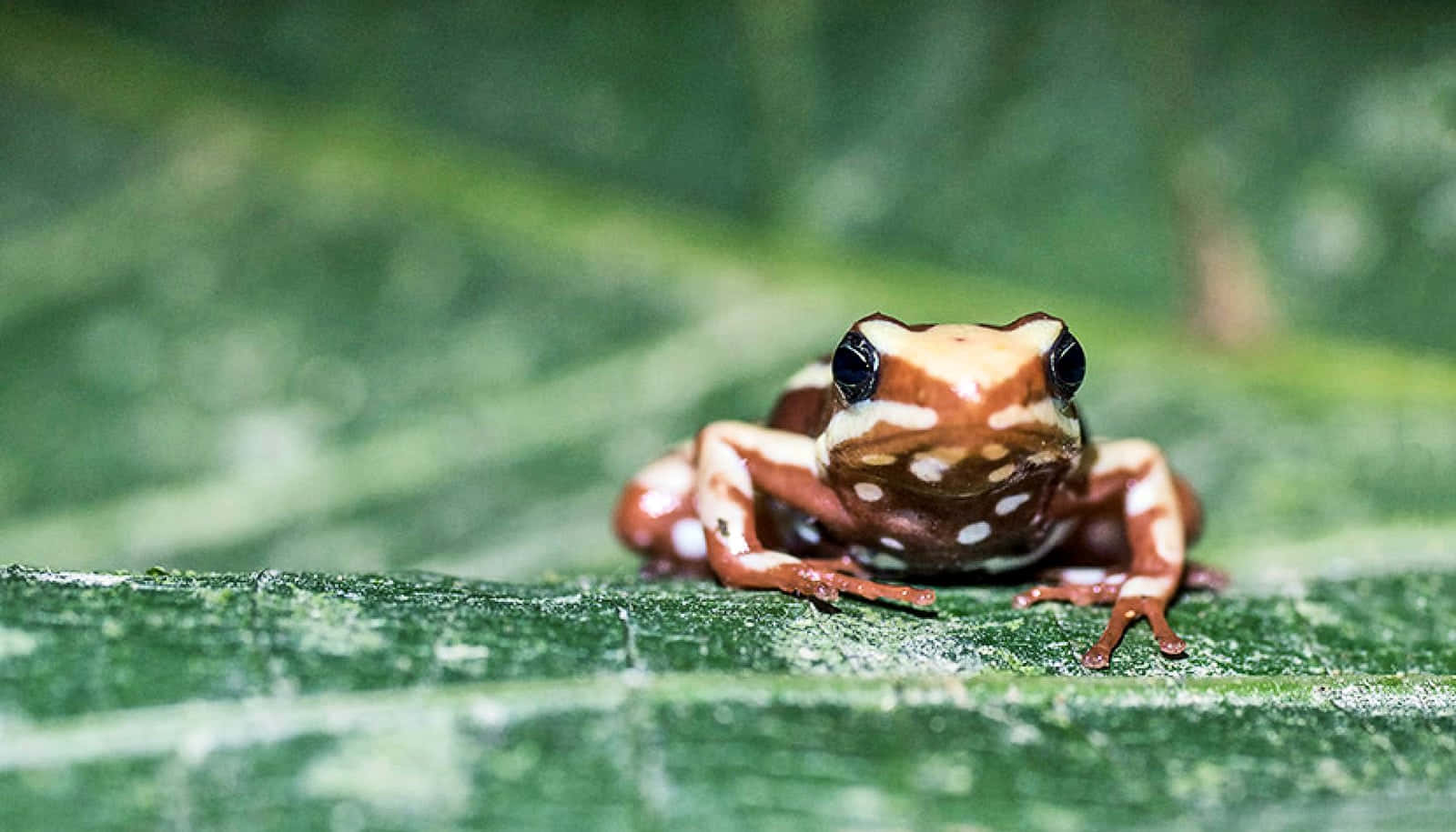 Colorful Poison Frog On Leaf.jpg Wallpaper