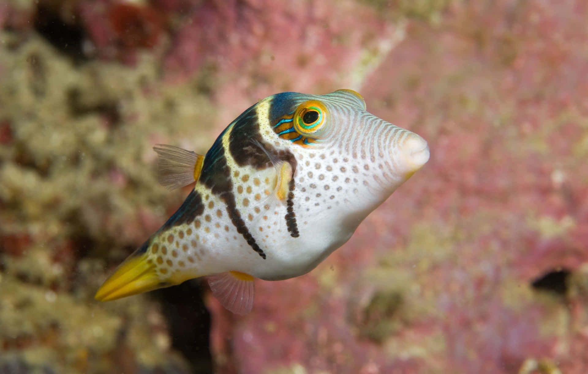 Colorful Pufferfish Underwater Wallpaper