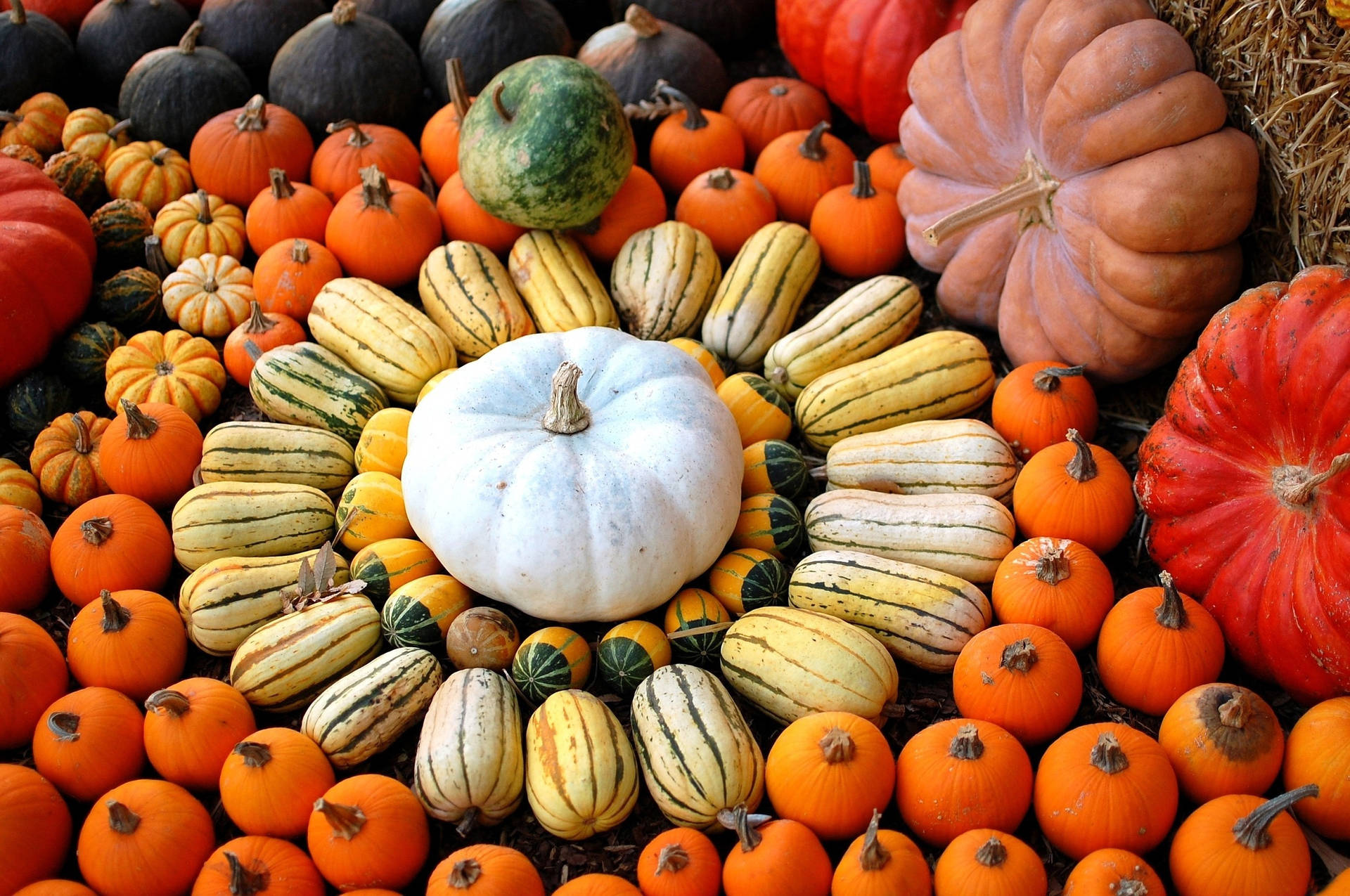 A vast selection of colorful pumpkins to choose from Wallpaper
